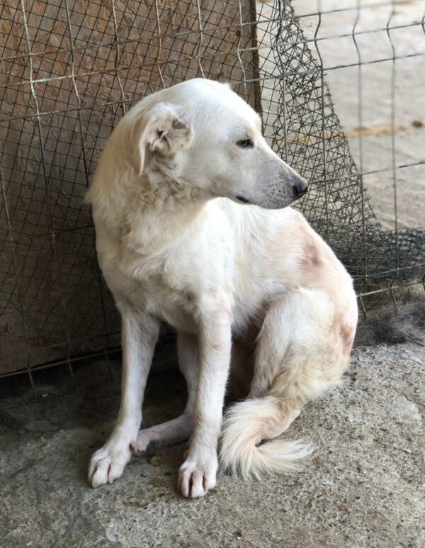 MALIKO - neurologischer Notfall - Gnadenplatz gesucht – Bild 11