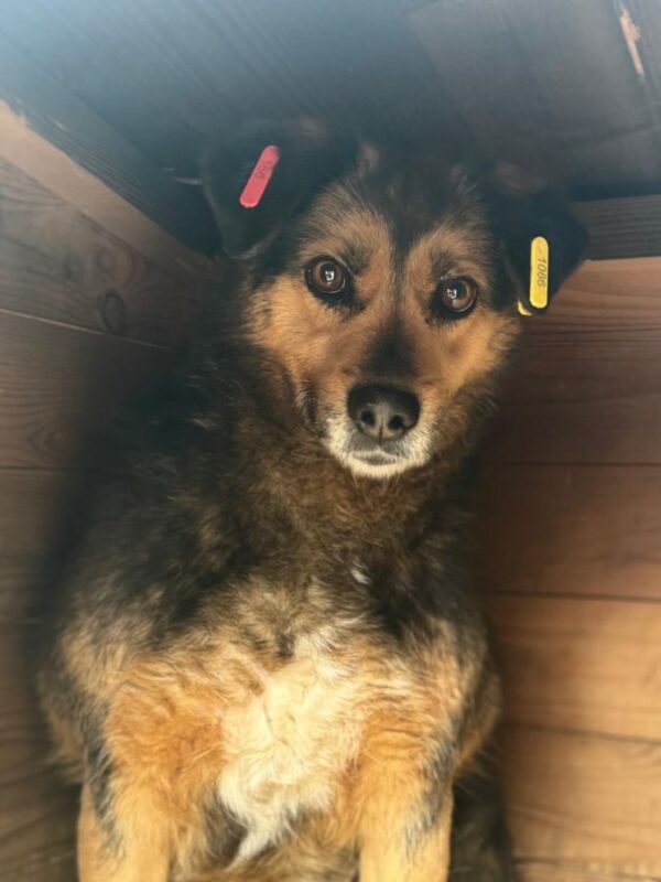 NELLY (♀) – Bild 2