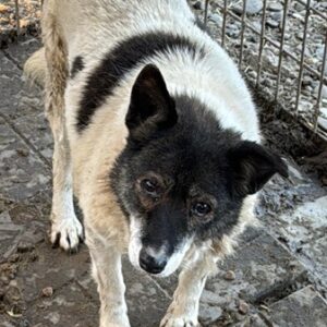 LISSI (♀) - NOTFALL - abgekämpfte Seniorin!