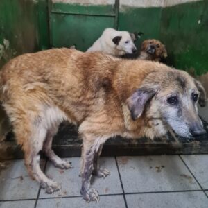 CHANIA - reserviert Mit Tieren Leben e.V. vermittelt