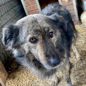 MARLEEN - komplett verfilzt - vermittelt Manuela