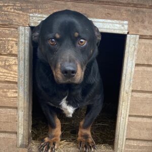 HUGOH - reserviert Eifelhof vermittelt