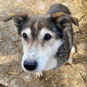 LENNON - zu dünn, absolut verzweifelt - reserviert TST Rösrath