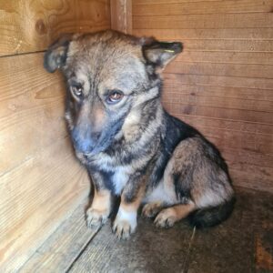 CLEOPATRA - reserviert TST Rösrath vermittelt