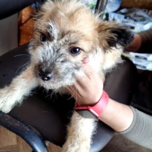 PEPPER - reserviert THL (25.03.) - vermittelt