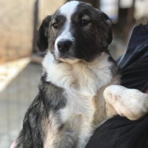 KNOPPIE - auf Pflegestelle in PLZ 2 *vermittelt*