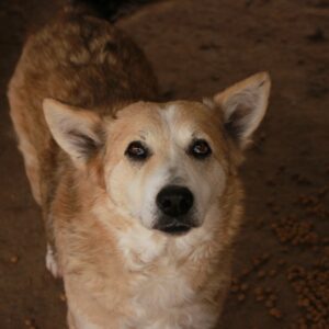 ACONA - reserviert Betty vermittelt