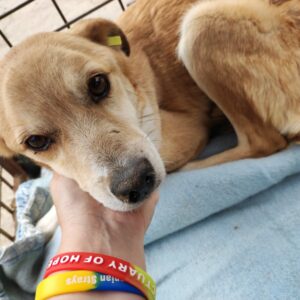 ELODY - auf Pflegestelle in PLZ 1 - vermittelt