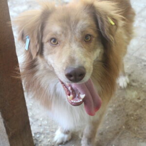 BENNET - reserviert LS vermittelt