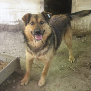 Musa - vermisst 04/24