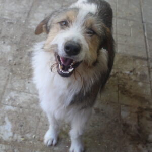 ANDREI - ausgereist zur Tierhilfe Lebenswert
