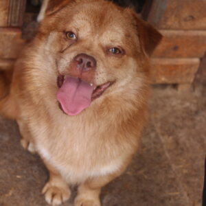 LOUIS - auf Pflegestelle in PLZ 7 vermittelt