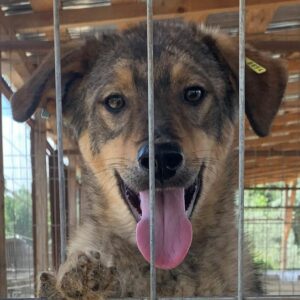 NANOUK - Notfall (Mobbingopfer) - reserviert TH Limburg - vermittelt