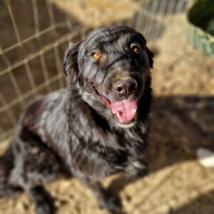 BENITA - reserviert für Tierhilfe Lebenswert - vermittelt