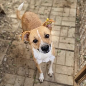 DESYO - reserviert IH DR 03.11. - vermittelt