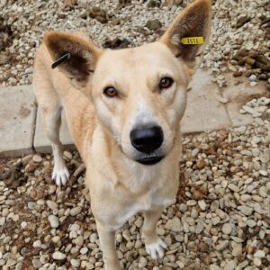 KODIAK  – reserviert IH DR 27.10. - vermittelt