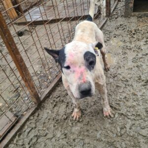 VIENNA - Notfall - Staff-Mix (Vermittlung nur nach Österreich) - reserviert NadineH - vermittelt