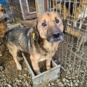 DINO - reserviert Manuela - vermittelt