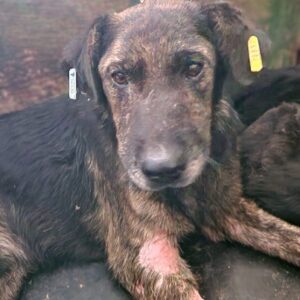 LENNI (♂) - vermisst 11/24