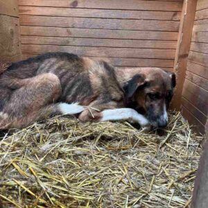 MILAS - Notfall - super dünn, komplett entkräftet, resigniert - seit mind. Anfang 2017 im Shelter - ausgereist zur Tierhilfe Lebenswert