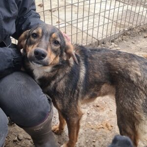 SAYDI - reserviert Tierhilfe Lebenswert DR (11.03.) - vermittelt