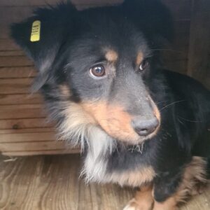 PUMA - reserviert Tierhilfe Lebenswert DR (04.03.) - vermittelt