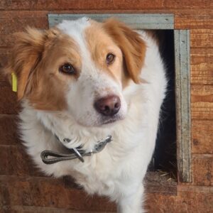 CREAMY - rechtes Vorderbein fehlt - reserviert NadineH vermittelt