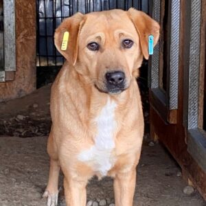 EIKA (♀) - vermisst 04/24