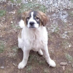 ANNI - reserviert THL DR (22.03.) - vermittelt