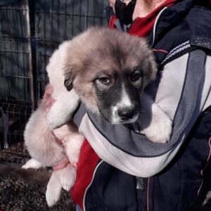 SARINA - reserviert Tierhilfe Lebenswert DR (21.04.) - vermittelt