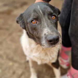 BRUCE (♂) - seit mind. 2022 im Shelter