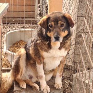 LEON - seel. Notfall - reserviert NadineH vermittelt