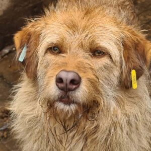 FABRIZIO (♂) - seit mind. 2022 im Shelter