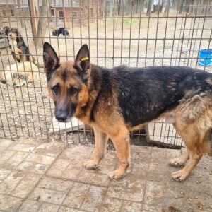 DUMONT - reserviert GC vermittelt