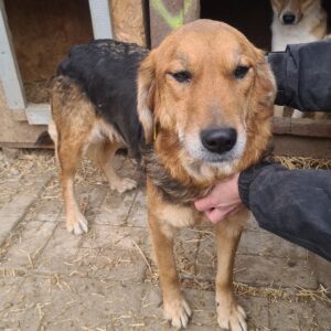 BIJOU - reserviert Tierhilfe Lebenswert DR (05.07.) - vermittelt