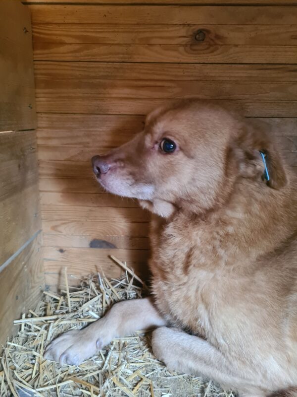SKYLAR - vermisst 11/24 – Bild 2