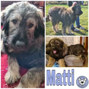 Matti in 38640 Goslar *vermittelt*