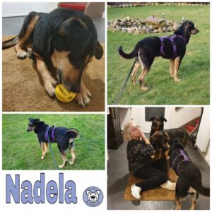 Nadela in 27374 Visselhövede*vermittelt*