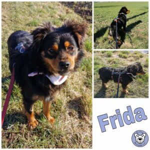 Frida in 18311 Ribnitz-Damgarten - vermittelt