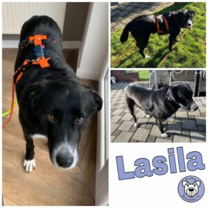 Lasila in 56459 Guckheim