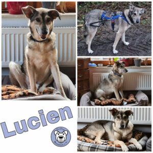 Lucien in 64395 Brensbach *vermittelt*