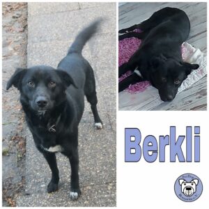 Berkli in 39624 Kalbe (Milde) *vermittelt*