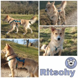 Ritschy in 73655 Plüderhausen *vermittelt*