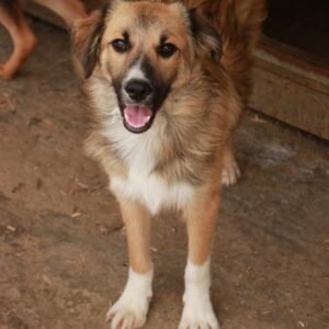 WAITER - auf Pflegestelle in PLZ 2 vermittelt