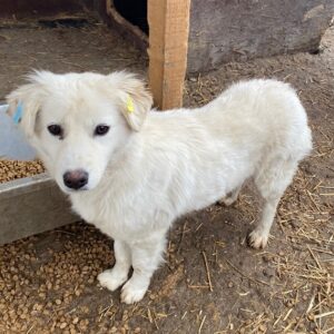 NIA - reserviert Tierhilfe Lebenswert DR (04.03.) - vermittelt