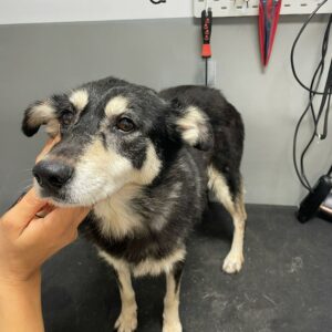 GIGI - reserviert Tierhilfe Lebenswert DR (19.09.) - vermittelt