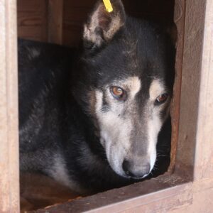 JARNO (♂) - kommt nicht gut zurecht, baut ab - vermittelt NH