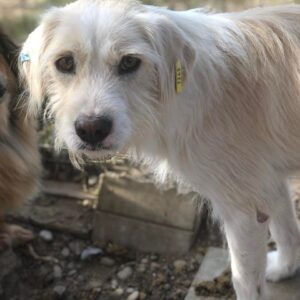 RAFI - RBB 27.11.2022