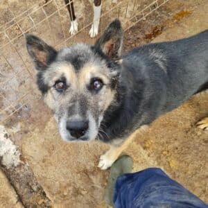 PETULE - reserviert LS - vermittelt