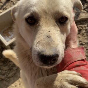 SELBY - reserviert Manuela - vermittelt